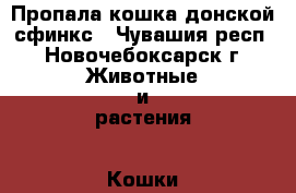 Пропала кошка донской сфинкс - Чувашия респ., Новочебоксарск г. Животные и растения » Кошки   . Чувашия респ.,Новочебоксарск г.